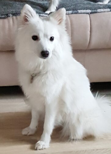 SciPet ledplejetabletter til hunde - 4x60 stk. (med 25% rabat) photo review