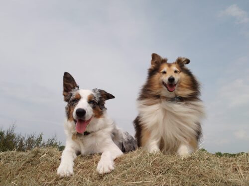 SciPet ledplejetabletter til hunde - 4x60 stk. (med 25% rabat) photo review