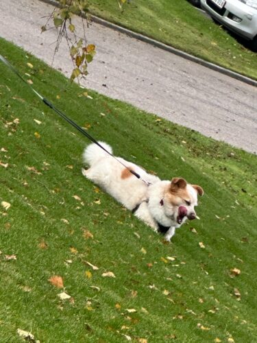 Click to view full screen SciPet Probiotika til hunde - 60 stk. (med 20% rabat) photo review